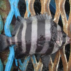 オリジナルメーカー海づり公園(市原市海づり施設) 釣果