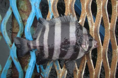 オリジナルメーカー海づり公園(市原市海づり施設) 釣果