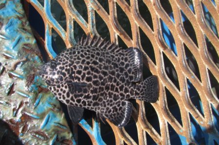 オリジナルメーカー海づり公園(市原市海づり施設) 釣果