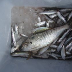 オリジナルメーカー海づり公園(市原市海づり施設) 釣果