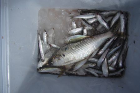 オリジナルメーカー海づり公園(市原市海づり施設) 釣果