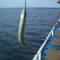 オリジナルメーカー海づり公園(市原市海づり施設) 釣果