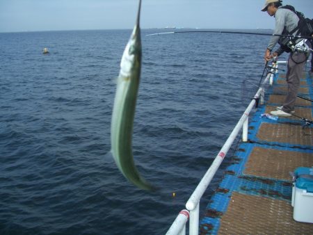 オリジナルメーカー海づり公園(市原市海づり施設) 釣果