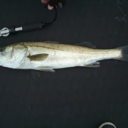 オリジナルメーカー海づり公園(市原市海づり施設) 釣果