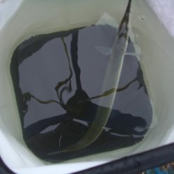 オリジナルメーカー海づり公園(市原市海づり施設) 釣果