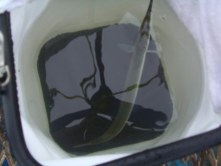 オリジナルメーカー海づり公園(市原市海づり施設) 釣果