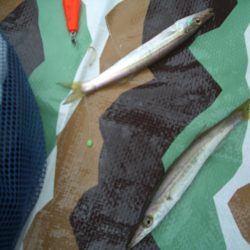 オリジナルメーカー海づり公園(市原市海づり施設) 釣果