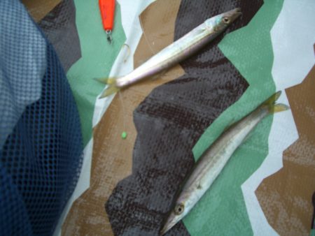 オリジナルメーカー海づり公園(市原市海づり施設) 釣果