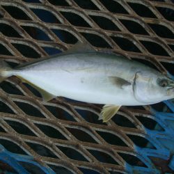 オリジナルメーカー海づり公園(市原市海づり施設) 釣果