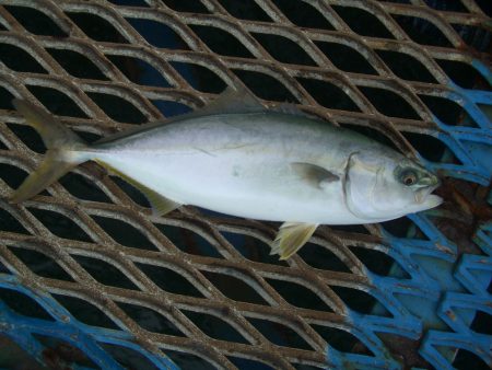 オリジナルメーカー海づり公園(市原市海づり…