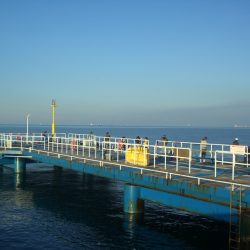 オリジナルメーカー海づり公園(市原市海づり施設) 釣果