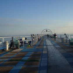 オリジナルメーカー海づり公園(市原市海づり施設) 釣果