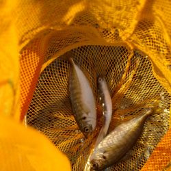 オリジナルメーカー海づり公園(市原市海づり施設) 釣果