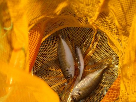 オリジナルメーカー海づり公園(市原市海づり施設) 釣果