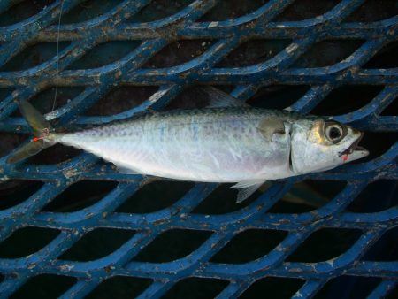 オリジナルメーカー海づり公園(市原市海づり施設) 釣果