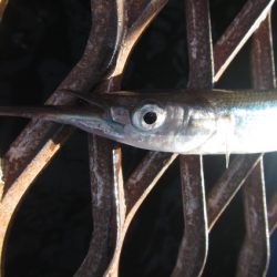 オリジナルメーカー海づり公園(市原市海づり施設) 釣果