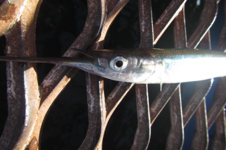 オリジナルメーカー海づり公園(市原市海づり施設) 釣果