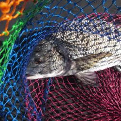 オリジナルメーカー海づり公園(市原市海づり施設) 釣果