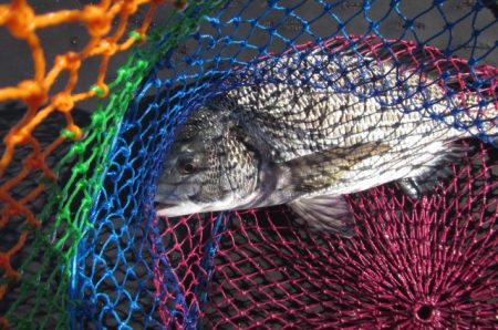 オリジナルメーカー海づり公園(市原市海づり施設) 釣果