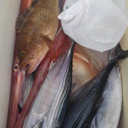 遊漁船 新鋭丸 釣果