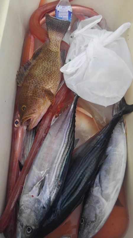 遊漁船 新鋭丸 釣果