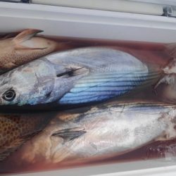 遊漁船 新鋭丸 釣果