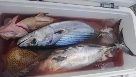 遊漁船 新鋭丸 釣果