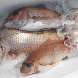 こうゆう丸 釣果