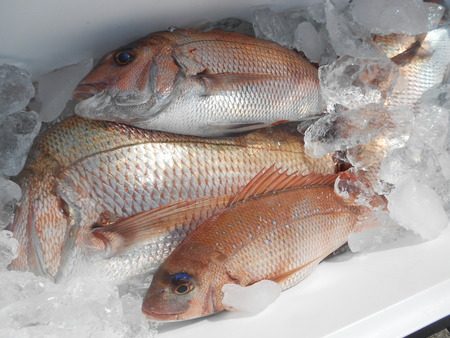 こうゆう丸 釣果