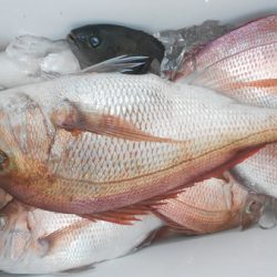 こうゆう丸 釣果