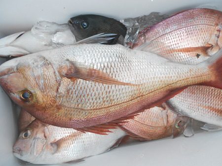 こうゆう丸 釣果