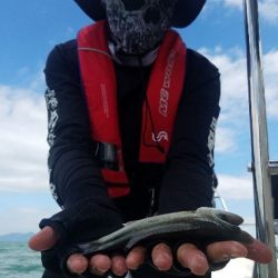 Magic（マジック） 釣果