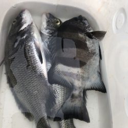 由良渡船 釣果