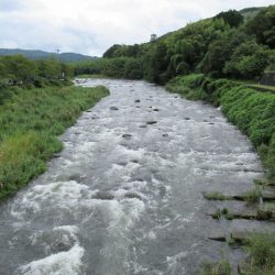 狩野川(狩野川漁業協同組合) 釣果