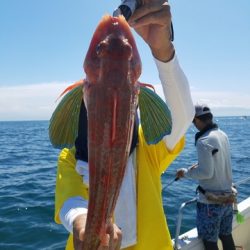 遊漁船　ニライカナイ 釣果