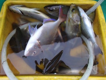 第二むつ漁丸 釣果