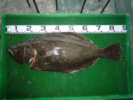 海山フィッシングセンター 釣果