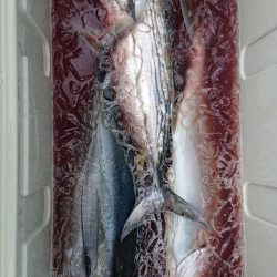 伊豆下田フィッシング 釣果