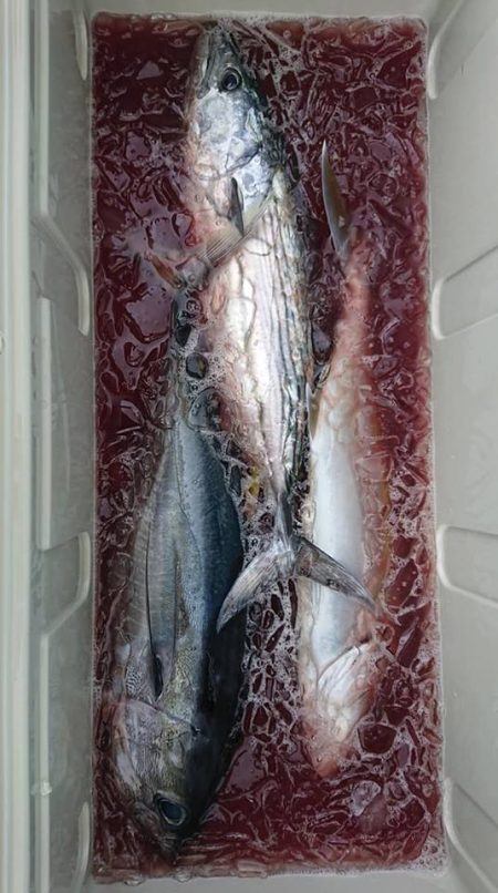 伊豆下田フィッシング 釣果