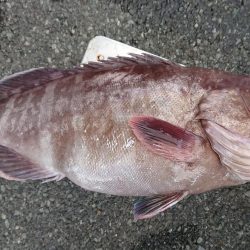 伊豆下田フィッシング 釣果