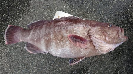 伊豆下田フィッシング 釣果