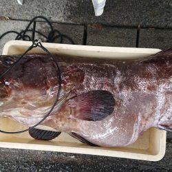 伊豆下田フィッシング 釣果