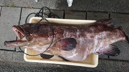 伊豆下田フィッシング 釣果