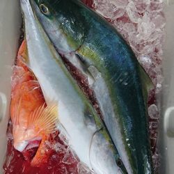 伊豆下田フィッシング 釣果