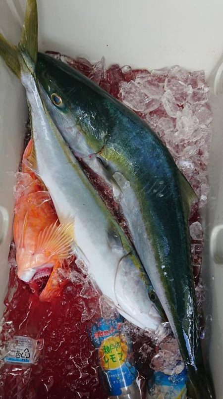 伊豆下田フィッシング 釣果