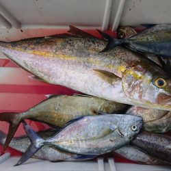 伊豆下田フィッシング 釣果