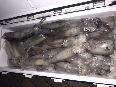 幸風（さちかぜ） 釣果