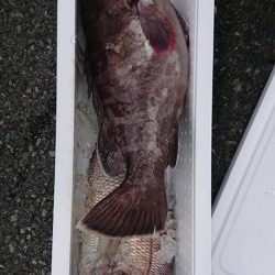 伊豆下田フィッシング 釣果