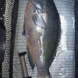 伊豆下田フィッシング 釣果