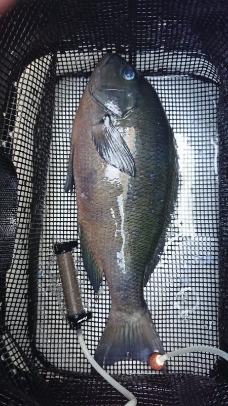 伊豆下田フィッシング 釣果